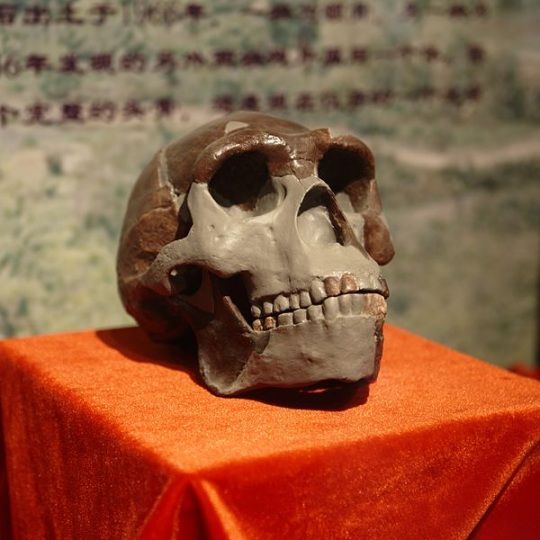 Réplica del cráneo del Hombre de Pekín en China.