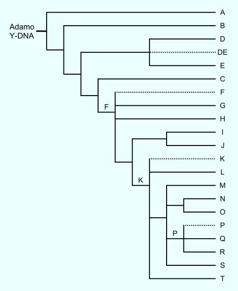Relación evolutiva del cromosoma Y en el ADN humano