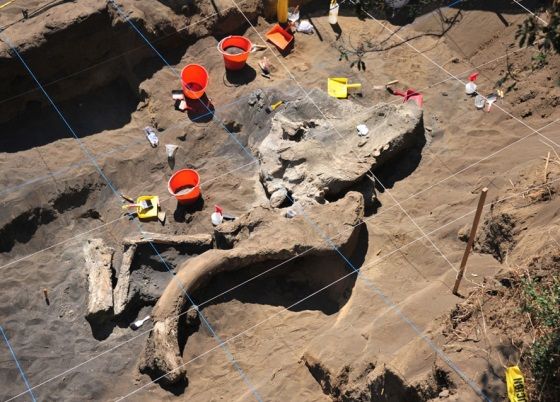 excavan mamut en mexico