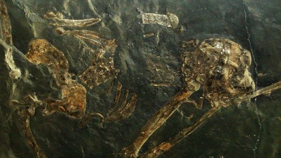 esqueleto oreopithecus