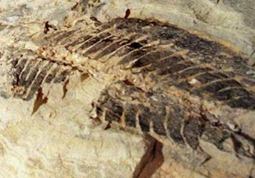 fosiles prehistoricos australia