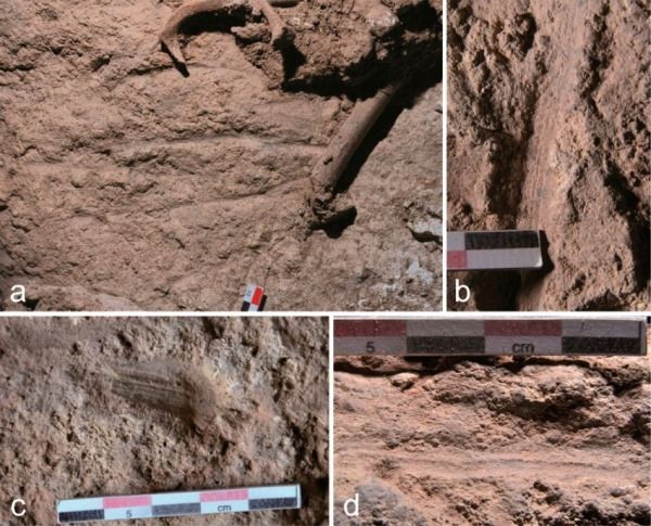 Restos fosilizados de las flores en las tumbas de 12.000 años