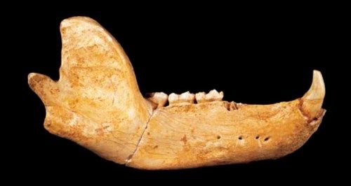 Hallan Adn En Un Fosil De Oso De 300 000 Anos Red Historia
