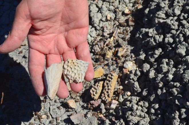 restos fosiles arizona