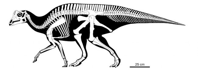 Reconstrucción del esqueleto de Joe, un bebé Parasaurolophus.