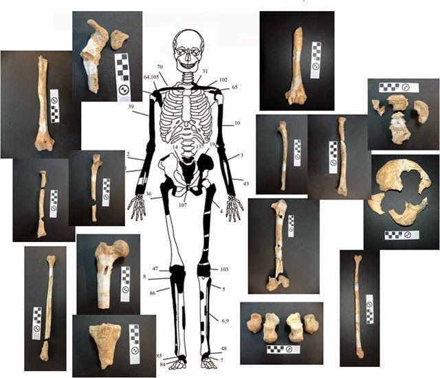 Representación y restos del 2º esqueleto encontrado, un hombre de entre 35 y 45 años.