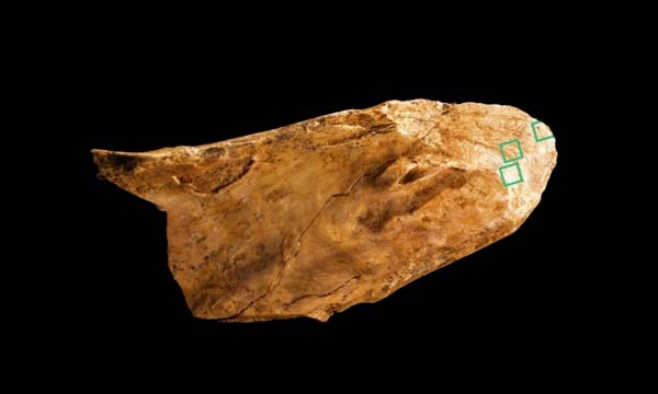 Las herramientas neandertales encontradas nos permiten saber que eran más inteligentes de lo que pensábamos.