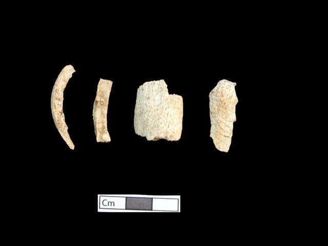 Restos óseos del quinto esqueleto hallado en Anfípolis
