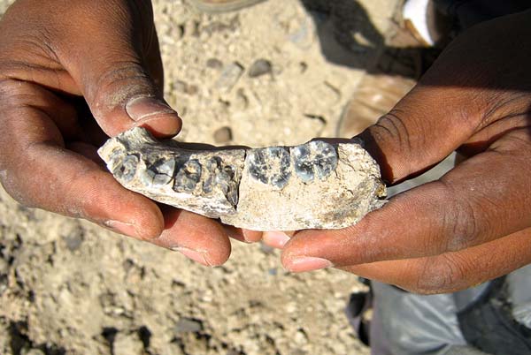 Esta mandíbula perteneció al recientemente descubierto homínido más antiguo de la Historia.