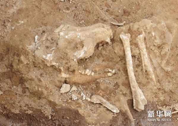 Restos óseos de un animal encontrados en el lugar de sacrificios de Shaanxi.