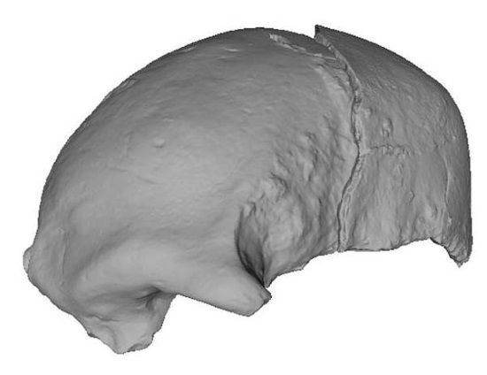 Este cráneo hallado en Kenia demuestra la gran diversidad humana.