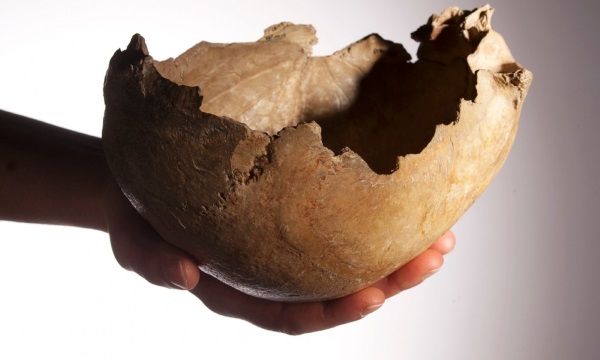 Cráneo de Homo Antecesor utilizado como taza. Crédito: Museo de Historia Natural 