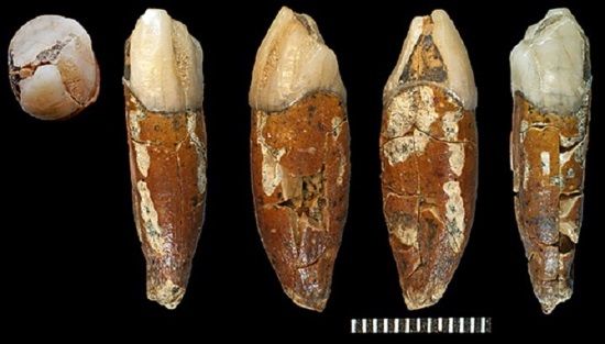 El estudio realizado a un diente del Hombre de Pekín espera revelar más datos sobre este ancestro del hombre moderno.