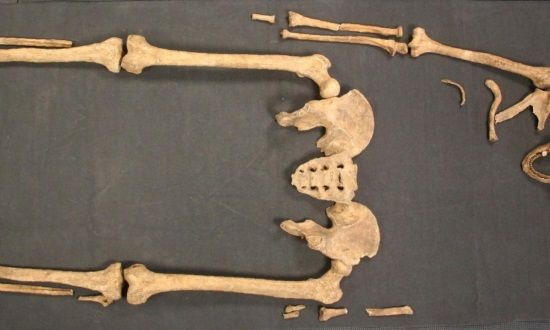 Las muestras extraídas de este equeleto muestran que la Lepra podría haber llegado a Escandinavia desde Gran Bretaña.