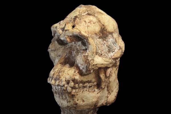 "Little Foot" podría ser el primer ancestro de los humanos modernos.