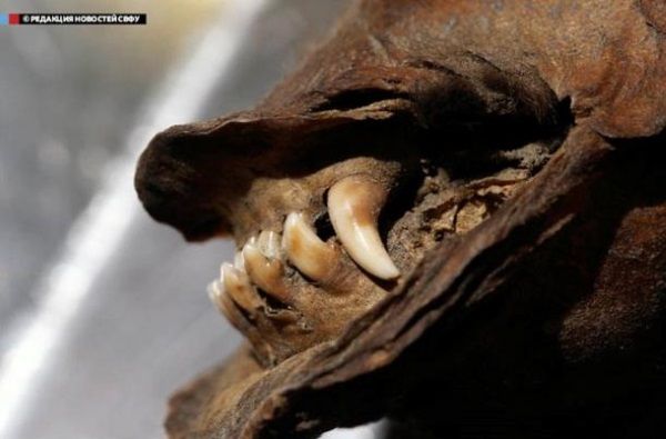 Detalle de la mandíbula del perro momificado más antiguo del mundo. Crédito: NEFU