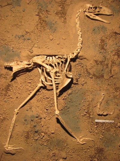 Un fósil ofrece información de los pájaros prehistóricos no voladores