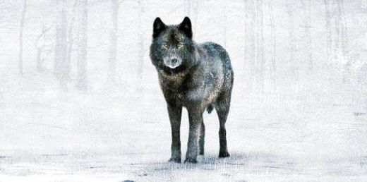 El gran lobo, protagonista central de "Donde aúllan las colinas".