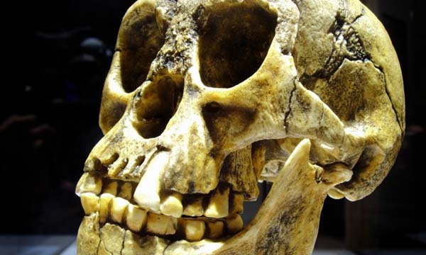 Siguen las disputas sobre el cráneo de "Hobbit" hallado en Indonesia.