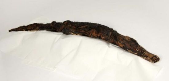 cocodrilo momificado antiguo egipto