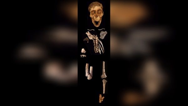 esqueleto selam columna vertebral