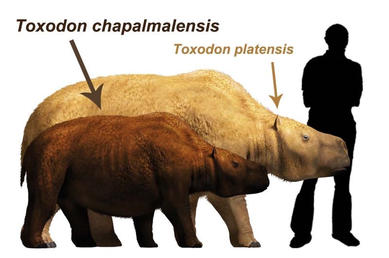 Toxodon chapalmalensis