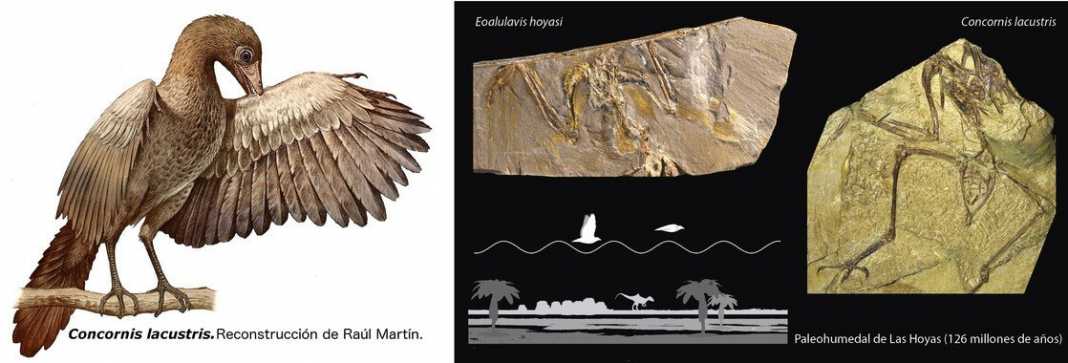 fosiles Concornis lacustris y Eoalulavis hoyasi