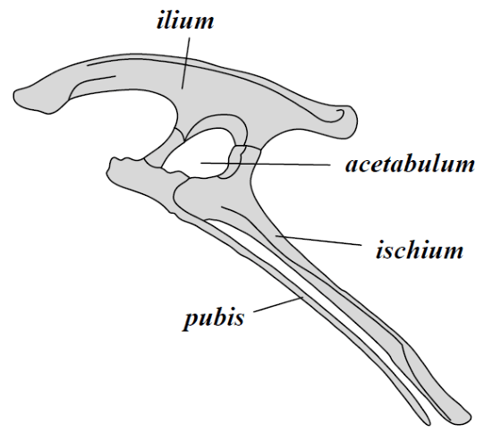pelvis ornithischia