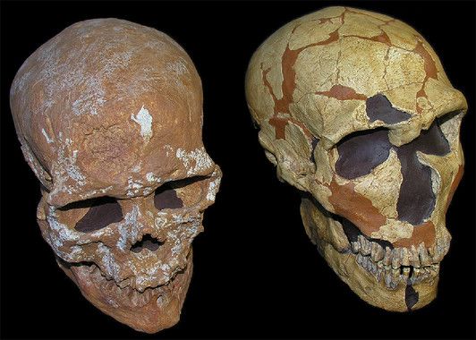 craneos humano moderno neandertal