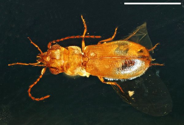 escarabajo en ambar birmania