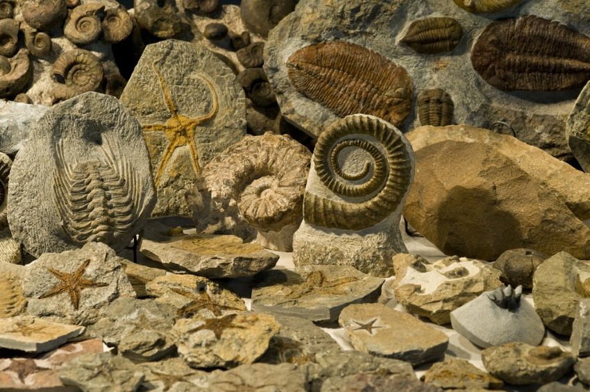 fosiles eon fanerozoico
