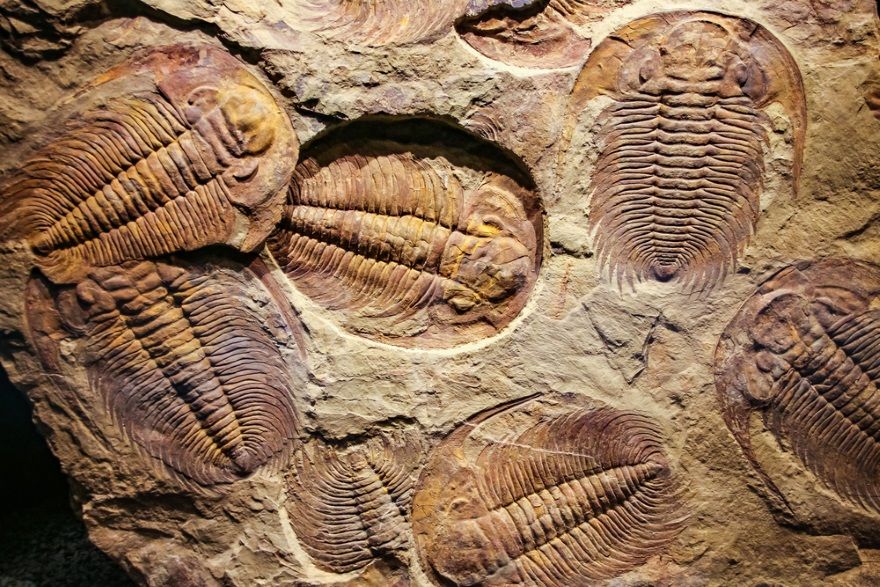 trilobites periodo cambrico