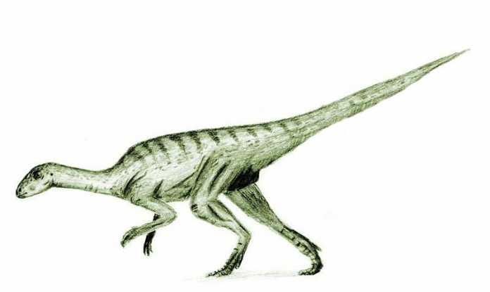 agilisaurus