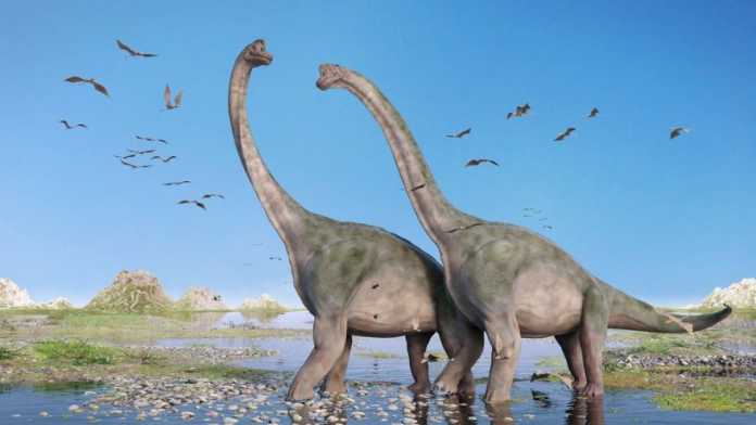 Brachiosaurus dinosaurio