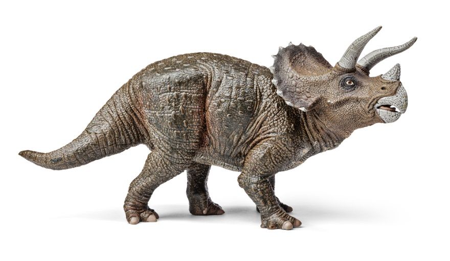 Dinosaurios: Triceratops, el popular ceratópsido “cara de tres cuernos”