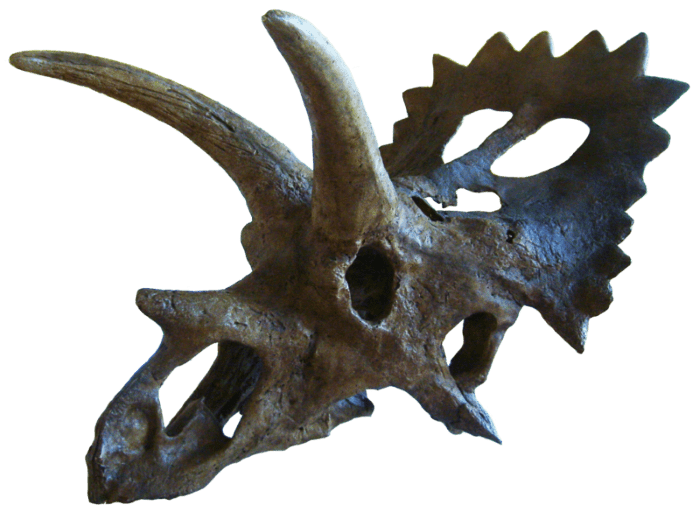 craneo de Anchiceratops dinamarca