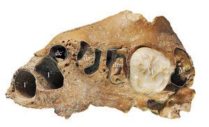 fosil niño arcaico xujiayao