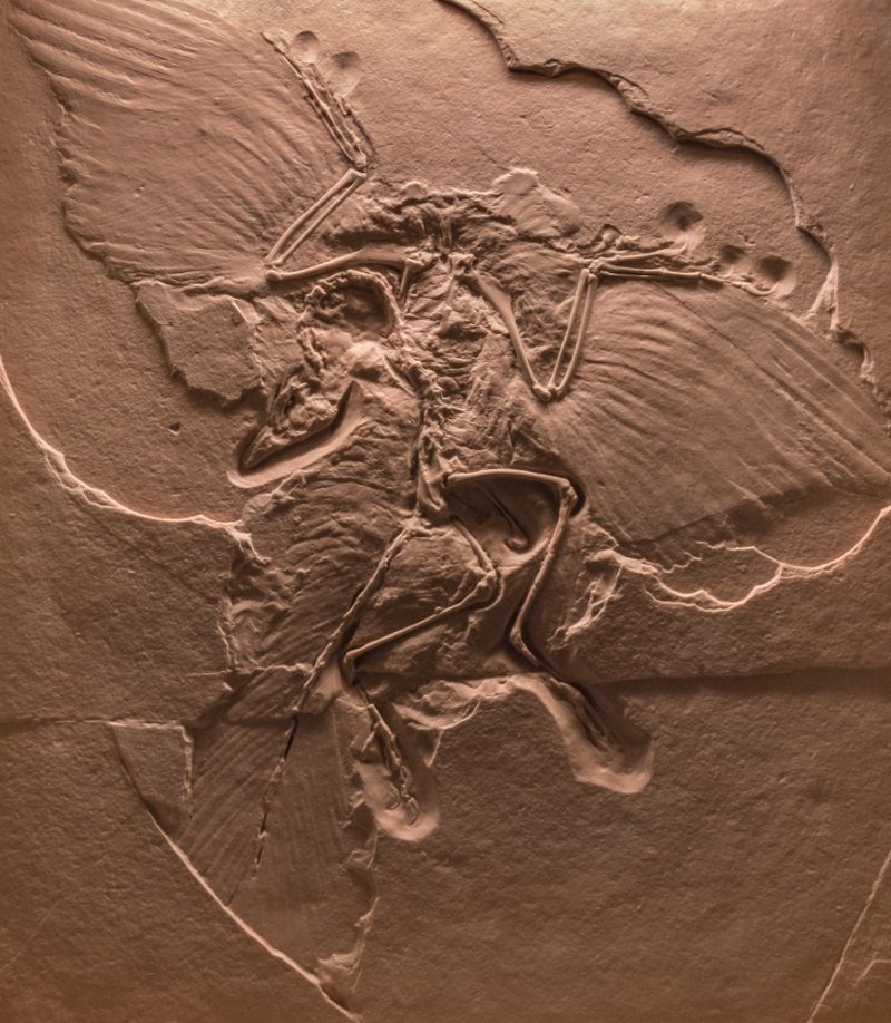 archaeopteryx fosil