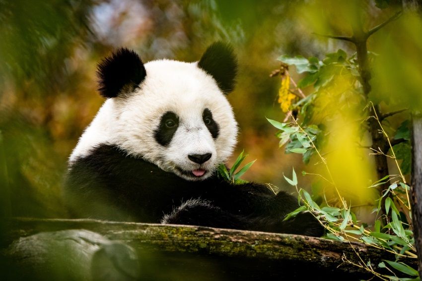 panda gigante carnivoro