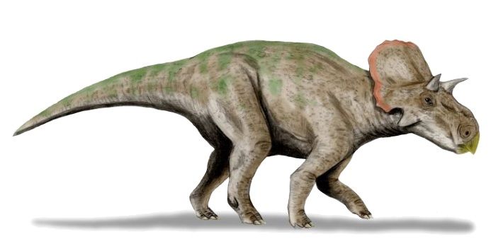 Avaceratops dinosaurio