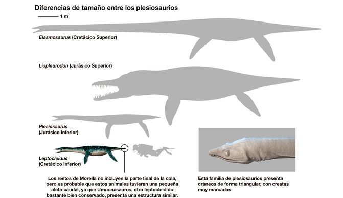 tamaños plesiosaurios
