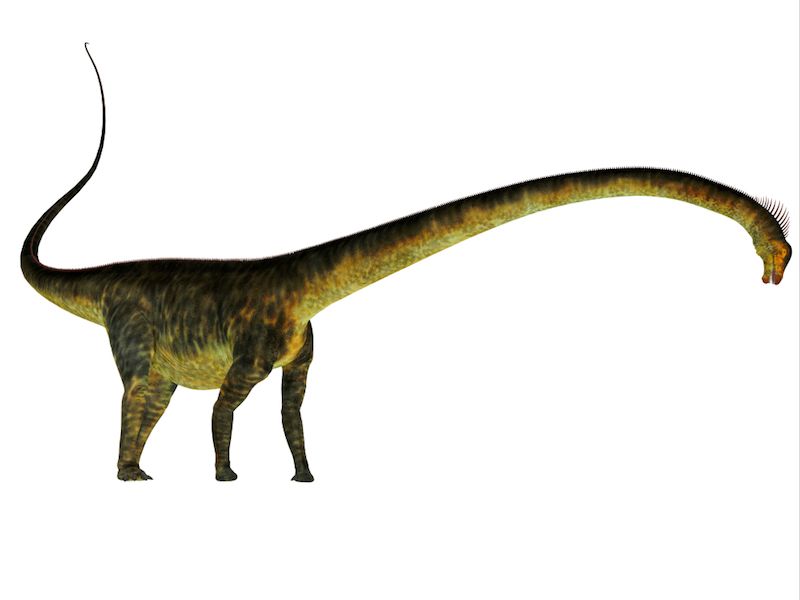 barosaurus
