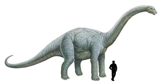 dinosaurio Bothriospondylus