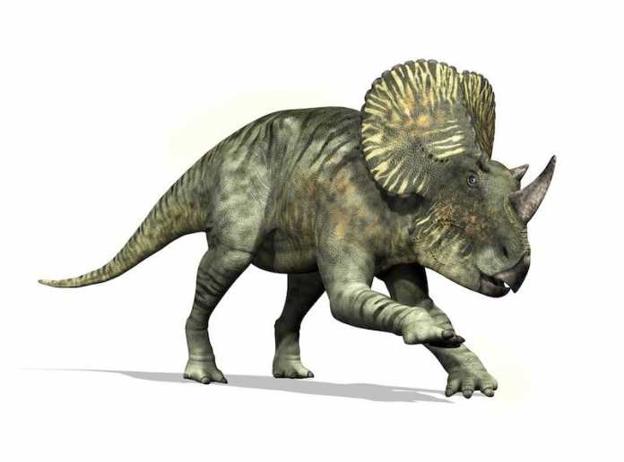 Brachyceratops dinosaurio