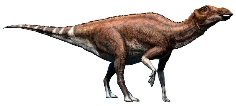 Brachylophosaurus dinosaurio