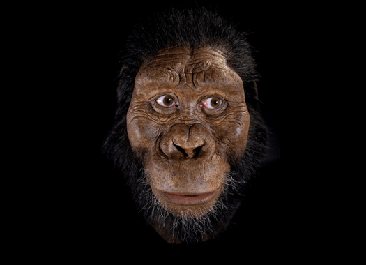 reconstruccion Australopithecus anamensis