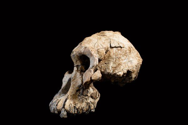 lateral del cráneo de Australopithecus afarensis