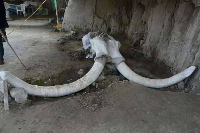 esqueleto mamut mexico