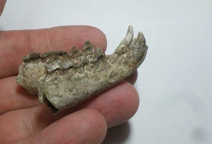 mandibula marsupial carnivoro