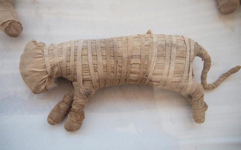 momia leon cachorro egipto